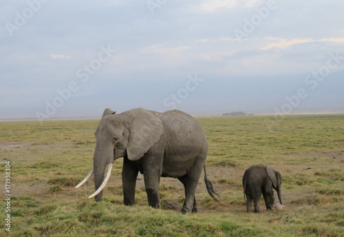 African Elephant With Calf © Sasidhar