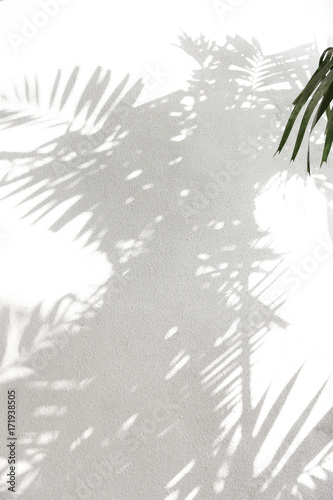 Palmm tree shadows on white wall