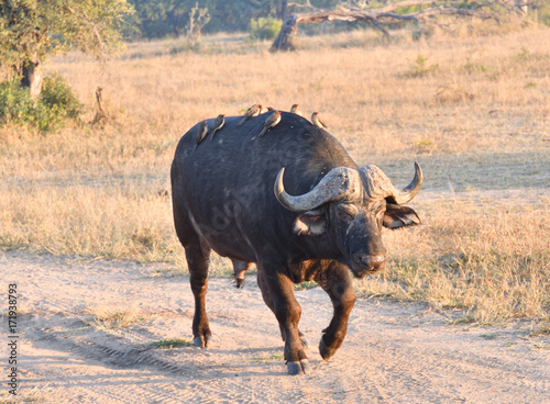 Oxpeckers on Cape Buffalo Ride photo