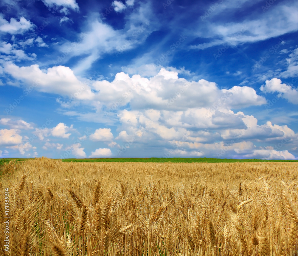 Wheat field against a blue sky