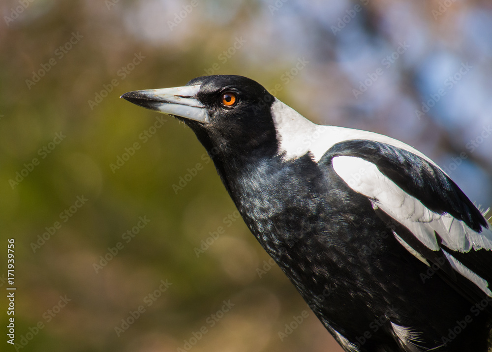 Fototapeta premium An Australian Magpie sitting on a tree branch