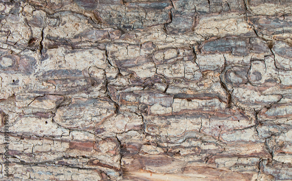 close up view of wooden bark close up view of wooden bark