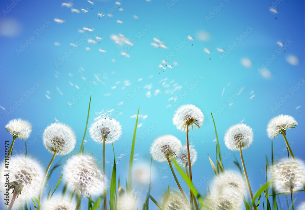 Obraz premium Natury kwiecisty rabatowy szablon. Powietrzni rozjarzeni dandelions lata w wiatrze z miękką ostrością na słońce ranku makro- outdoors. Romantyczny przetargu marzycielski artystyczny obraz, jasnoniebieskie tło nieba, wiosenna tapeta.