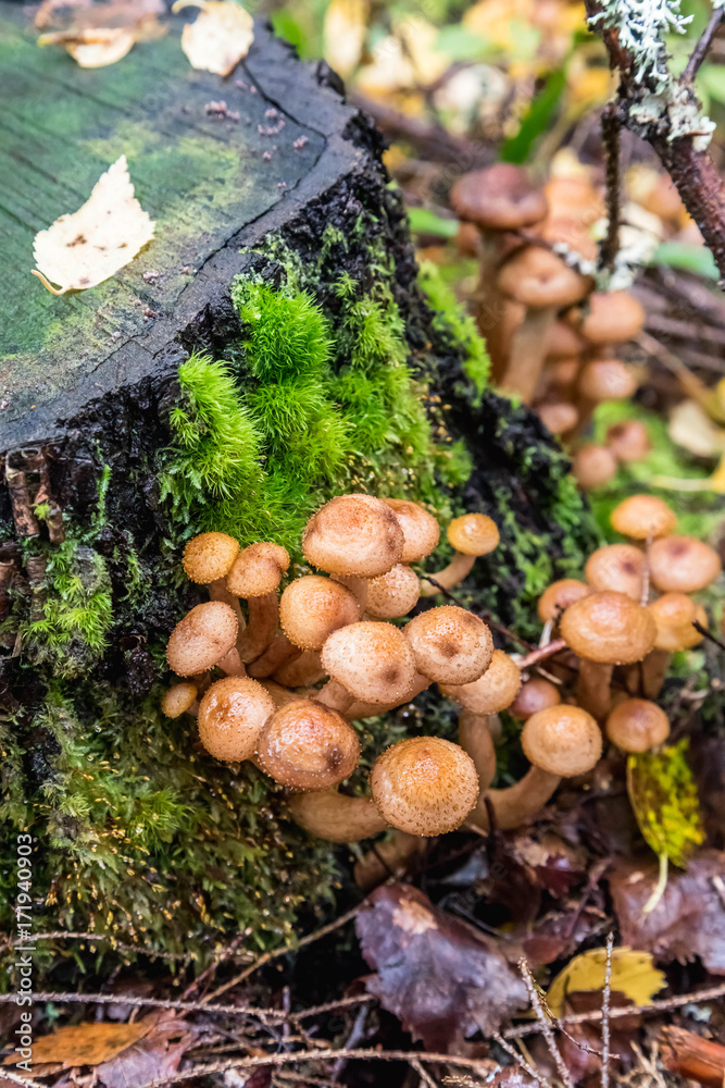 Honey agaric, Fungus mushrooms, grow on a tree in autumn forest, Photo has been taken in the natural forest background Honey agaric, Fungus mushrooms, grow on a tree in autumn forest, Photo has been taken in the natural forest background