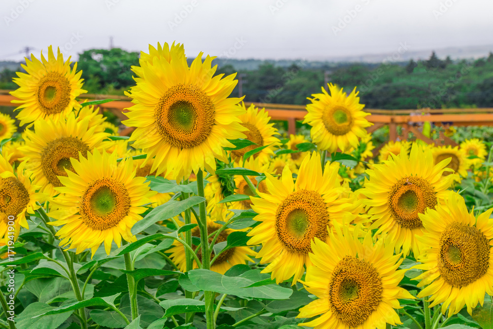 Sunflowers field blooming in the garden at sunny summer or spring day in Yamanashi Prefecture, Japan . Sunflowers field blooming in the garden at sunny summer or spring day in Yamanashi Prefecture, Japan .