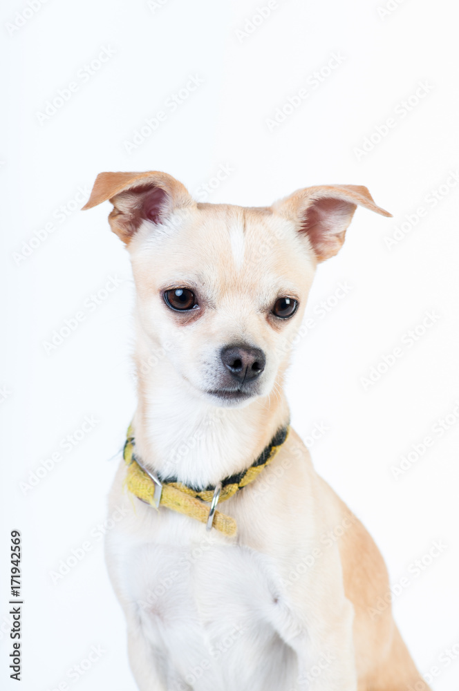 Little white dog on white background at studio