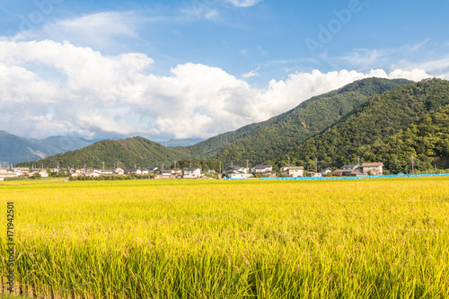  Rice fields and blue sky background. © Umarin