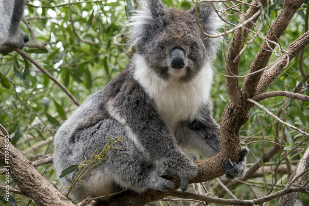 koala