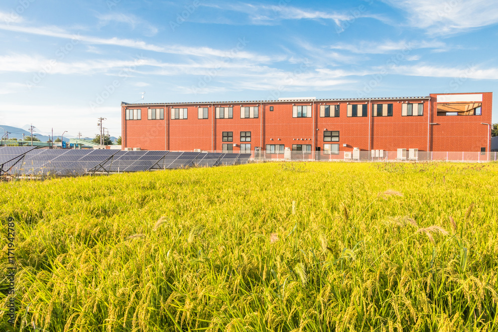 Solar power panels for innovation green energy for life with rice fields and blue sky background. Solar power panels for innovation green energy for life with rice fields and blue sky background.