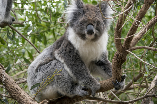 Fototapeta Naklejka Na Ścianę i Meble -  koala