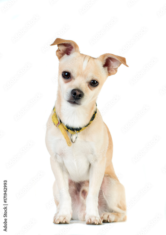 Little white dog on white background at studio Little white dog on white background at studio