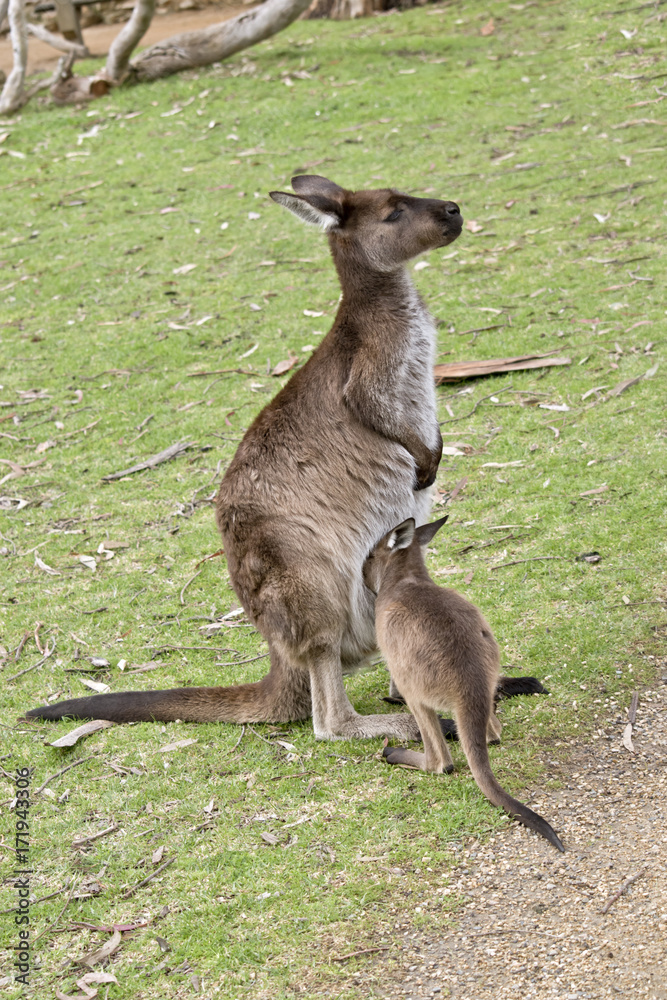 Fototapeta premium kangaroo-Island kangaroo and joey