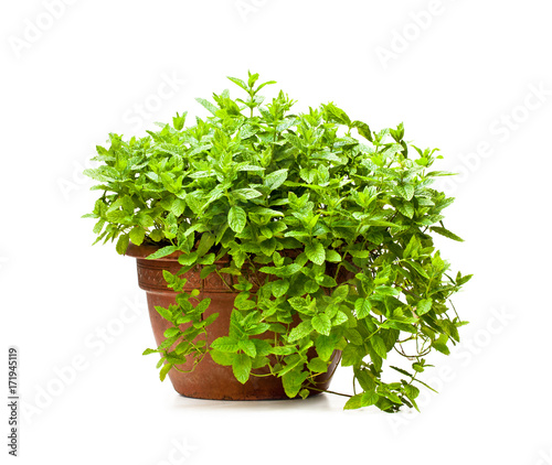 Mint  plant in clay pot isolated on white