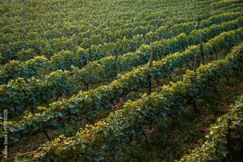 Vineyards in Napareuli, Georgia