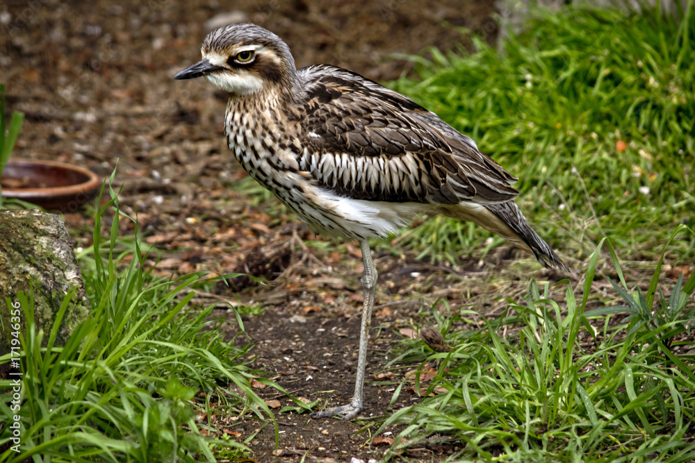 curlew curlew