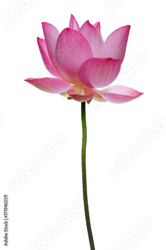  lotus flower isolated on white