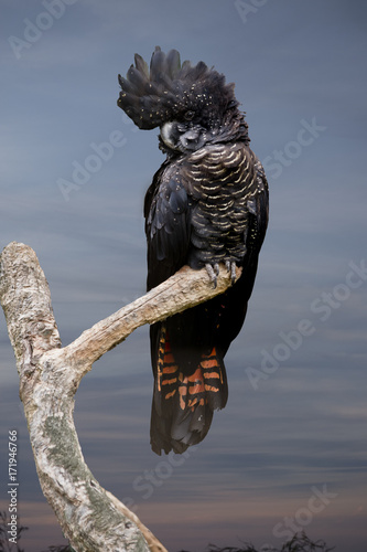 female red tailed black cockatoo photo