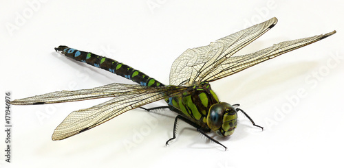 Close up Dragonfly on white background