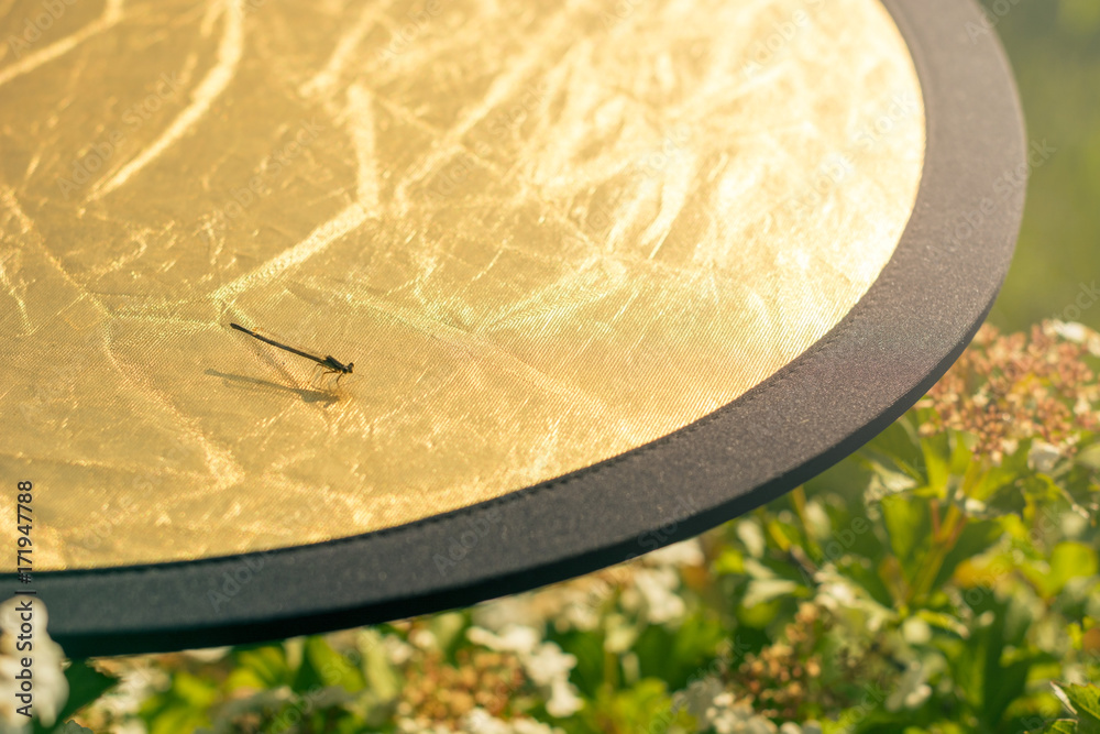 A dragonfly sits on a golden reflector during a photograph. Backstage
