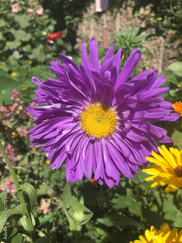 Obraz premium Flowers