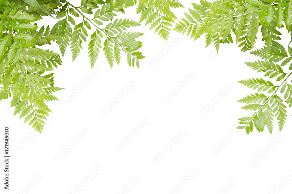 Green Leaves For Frame On White Background, Nature Border