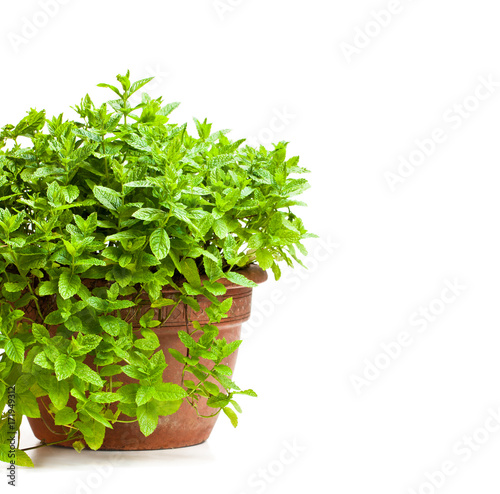 Mint  plant in clay pot isolated on white