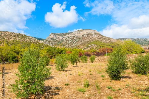 Olive trees in rural scenery of Brac island near Bol town  Croatia