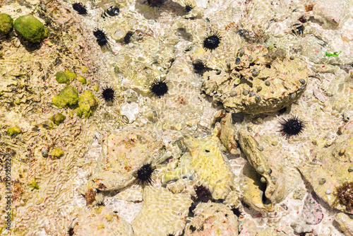 Sea urchins on the ocean floor. Close-up.