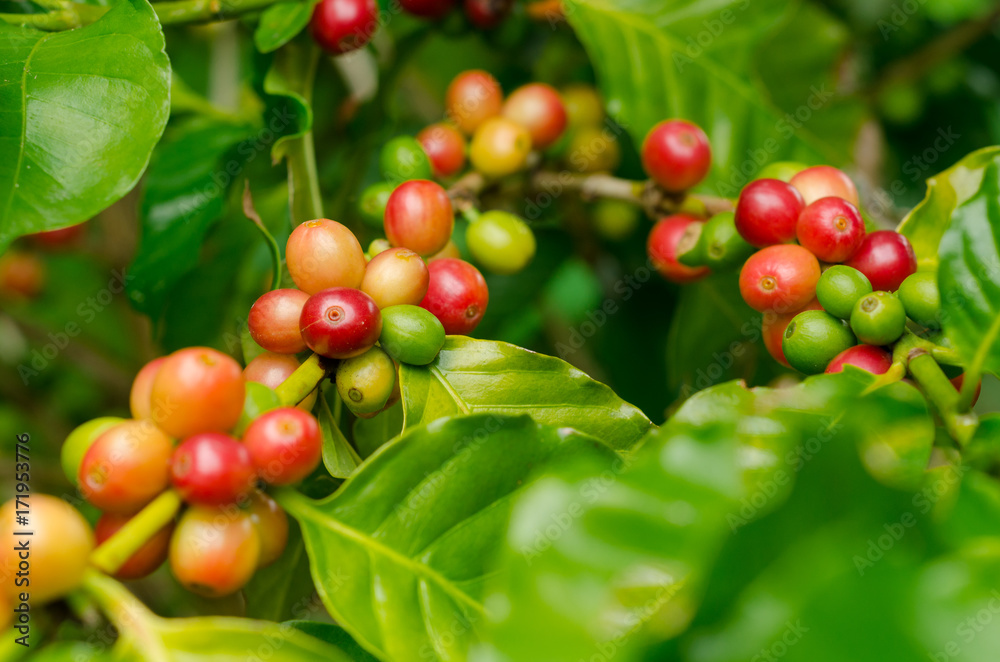 Organic red coffee cherries, raw coffee bean on coffee tree plantation Organic red coffee cherries, raw coffee bean on coffee tree plantation