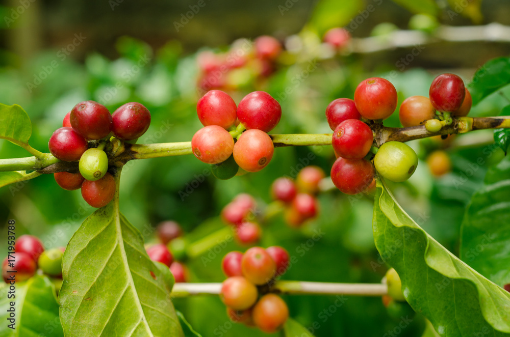 Organic red coffee cherries, raw coffee bean on coffee tree plantation Organic red coffee cherries, raw coffee bean on coffee tree plantation