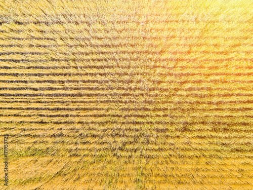 wheat field top view, aerial shoot