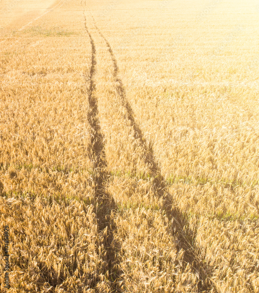 Fototapeta premium Wheat field from high, aerial view