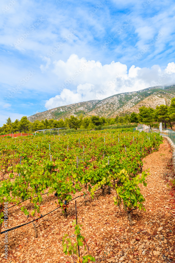 Vineyards in mountain landscape of Brac island near Bol town, Croatia