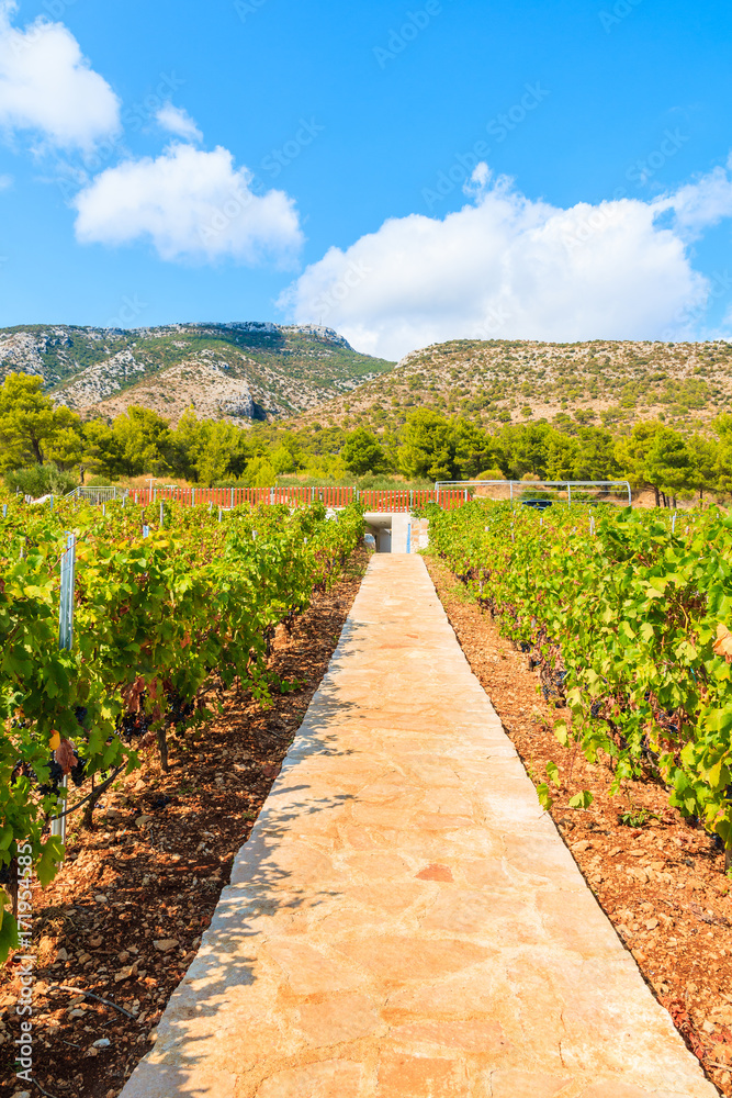 Obraz premium Walking alley in vineyards among mountain landscape of Brac island near Bol town, Croatia