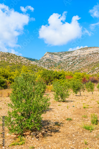 Olive trees in rural scenery of Brac island near Bol town, Croatia