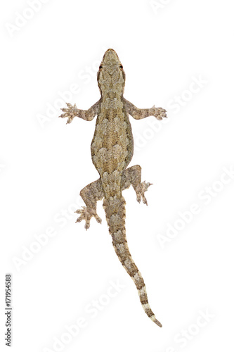 House gecko (Half-toed gecko, House lizard) Isolated on white background