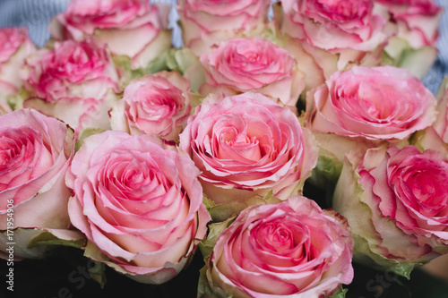beautiful pink roses buds close up
