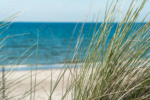 Beach grass on coastal dunes in the northeastern german region fish land located in the federal state Mecklenburg Vorpommern. A beautiful landscape in north Germany
