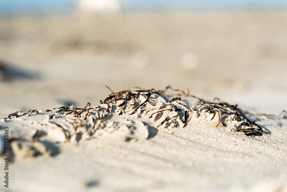 Obraz premium Little sand hill with alluvial seagrass at the beach in the region Fish Land, Darss, in the northeastern part of Germany