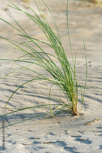 Beach grass in the sand at the beach in the northeastern german region fish land located in the federal state Mecklenburg Vorpommern. A beautiful landscape in north Germany