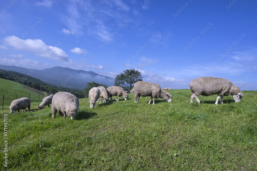  Group of Sheep on a meadow