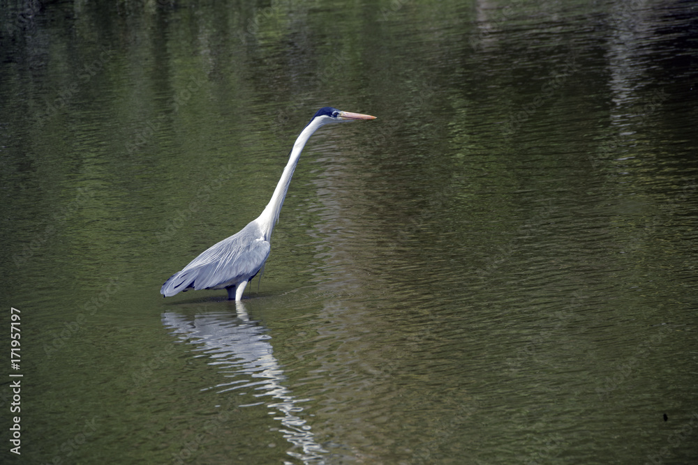 Naklejka premium Cocoon heron fishing in shallow lake