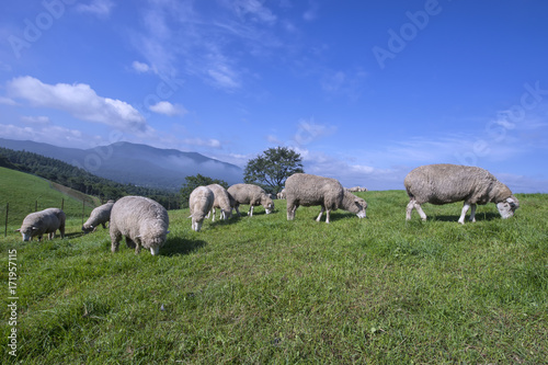  Group of Sheep on a meadow
