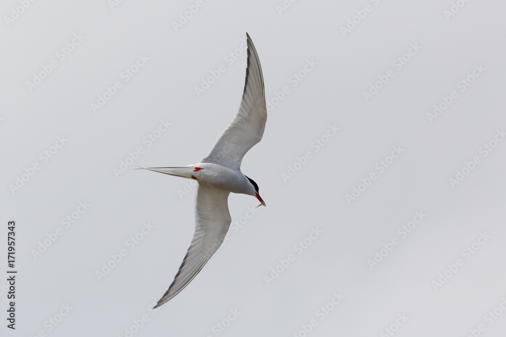 Obraz premium Arctic Tern in flight