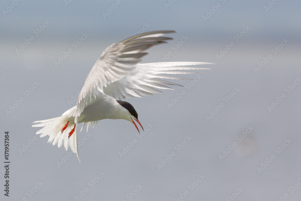 Arctic Tern in flight Arctic Tern in flight