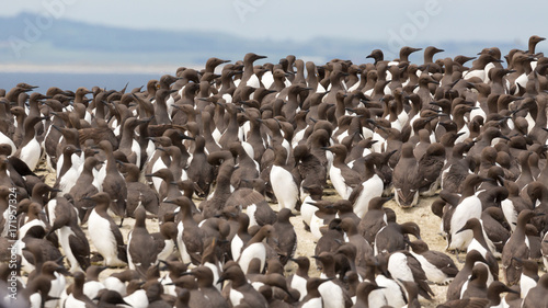 Large nesting seabird colony © fotogenix