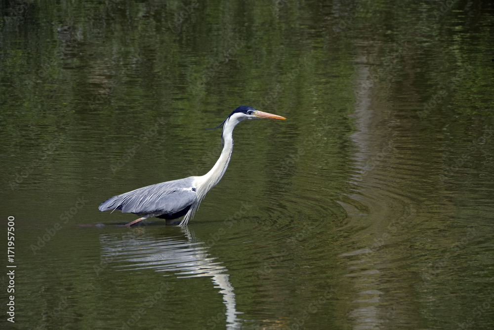 Cocoon heron fishing in shallow lake Cocoon heron fishing in shallow lake
