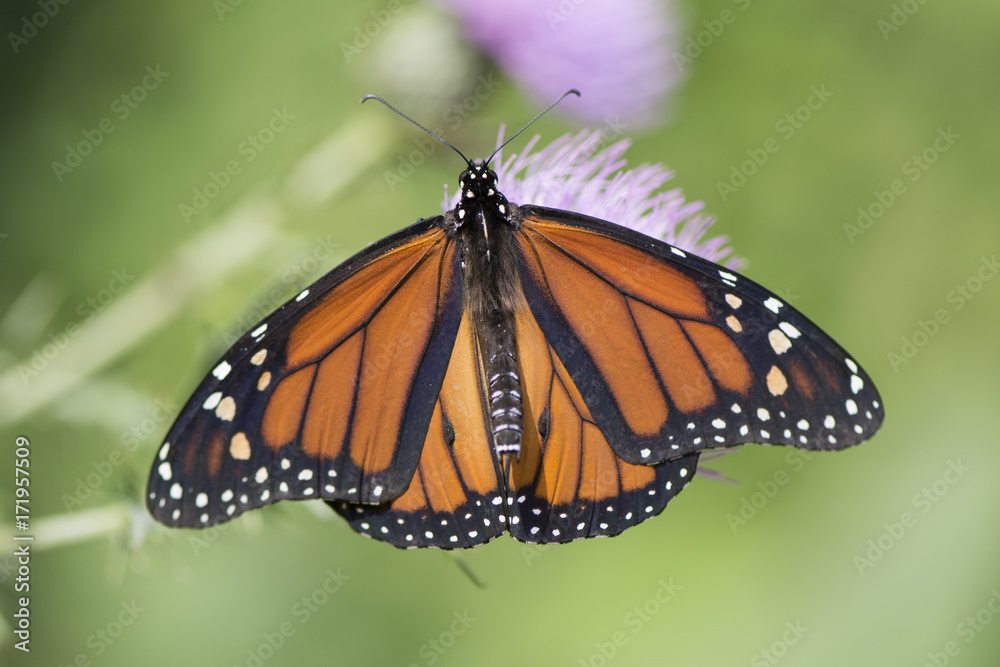 Fototapeta premium Motyl 2017-116 / Monarch na oset