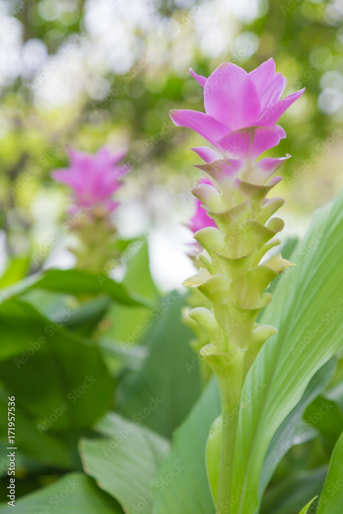 krachai flower in green nature background. Pink flower in garden. Natural flower in field.