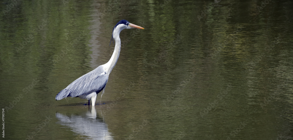 Naklejka premium Cocoon heron fishing in shallow lake